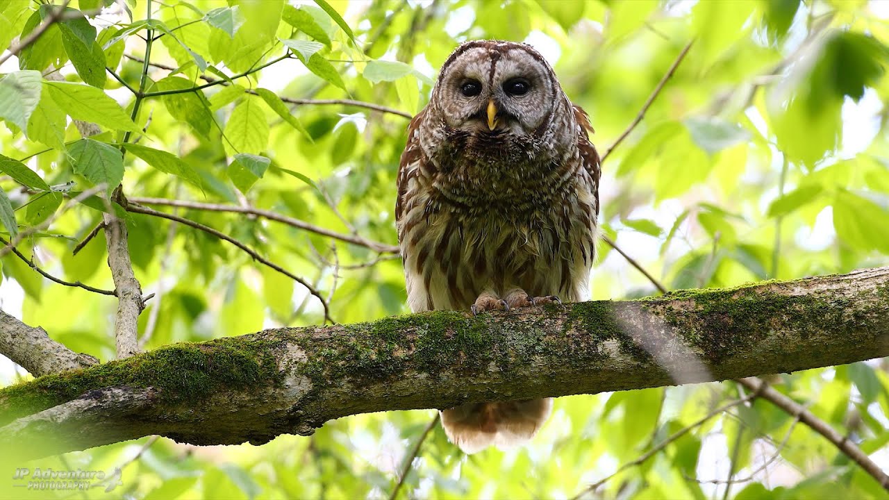 Barred Owls calling!