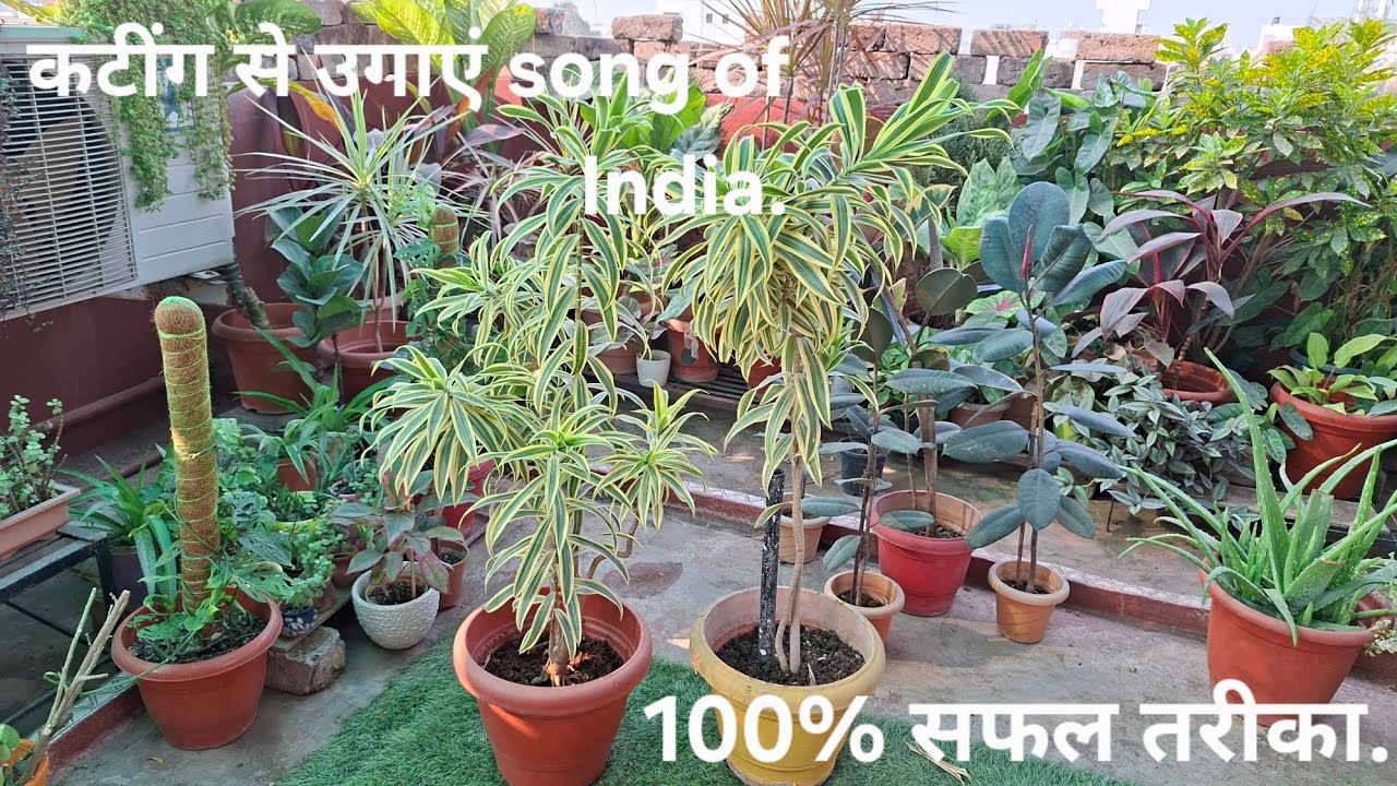 Song of india : एक कटिंग से बनाऍं ढेरों पौधे (100% सफल तरीका)🌱