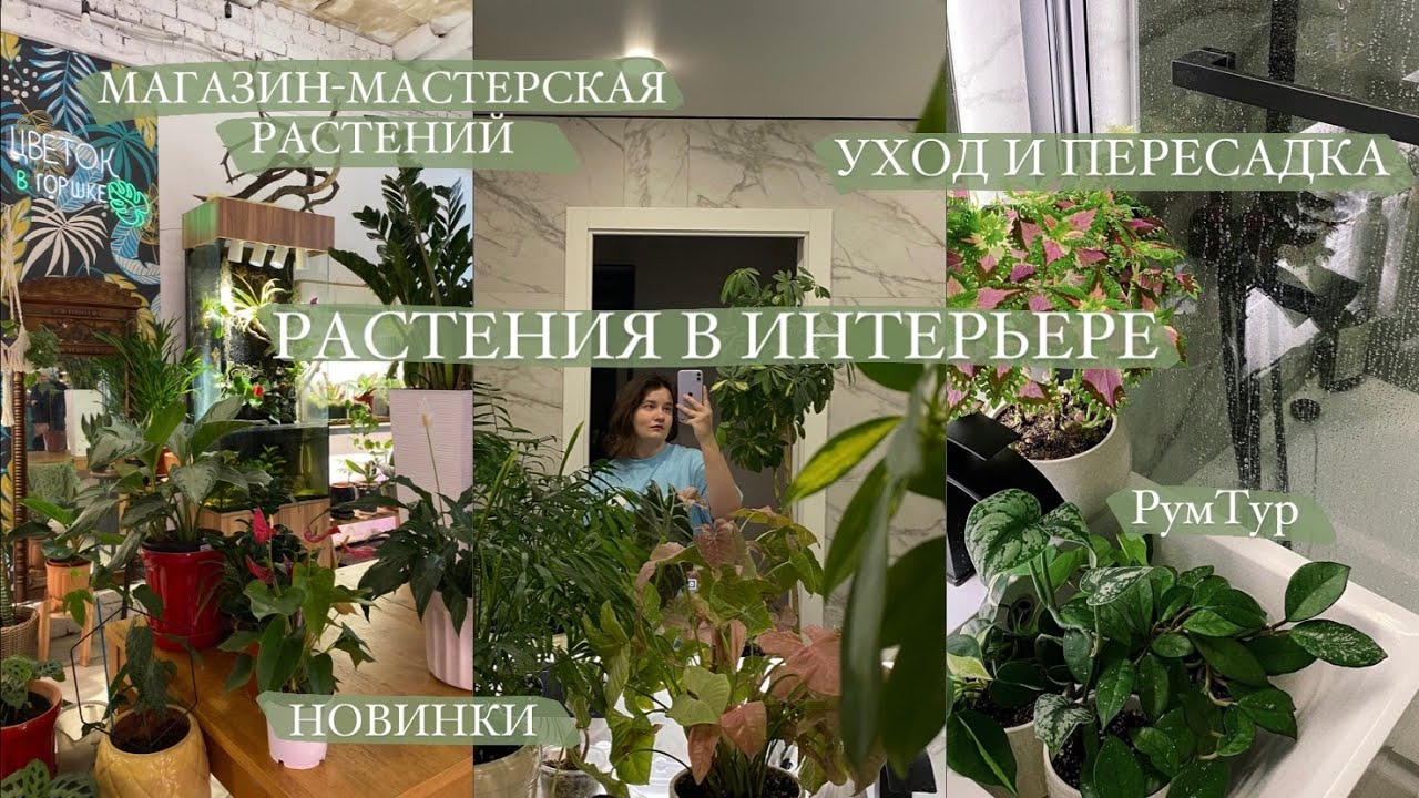 Растения в интерьере || магазин-мастерская 