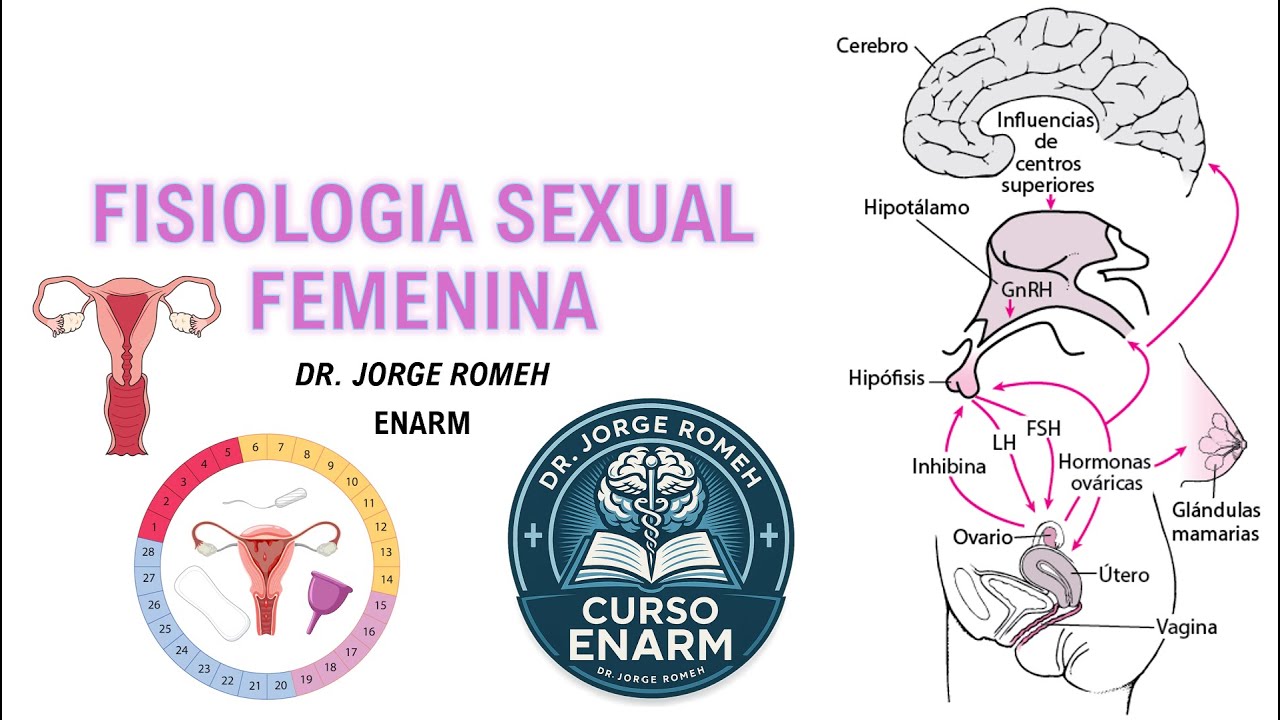FISIOLOGIA SEXUAL FEMENINA - ENARM - TODO LO QUE DEBES SABER