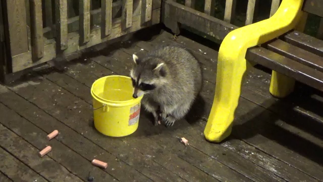 Cold and Rain but raccoons are still here