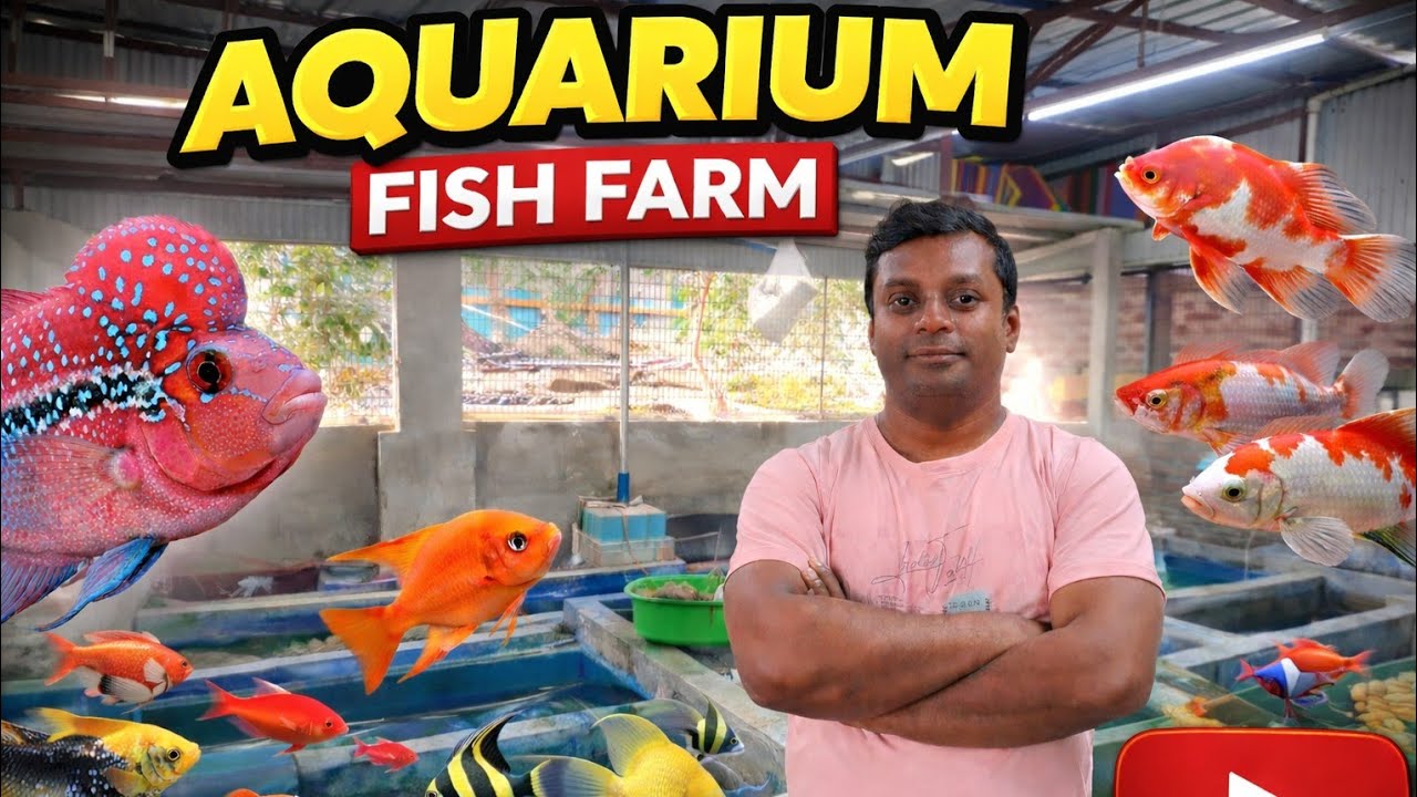 মাএ 5 টাকাতে রঙিন মাছের ফার্মের সন্ধান 🐠🐟😱💥|| Krishnagar Aquarium Fish Farm 🐠🐟|| 6/2/2026