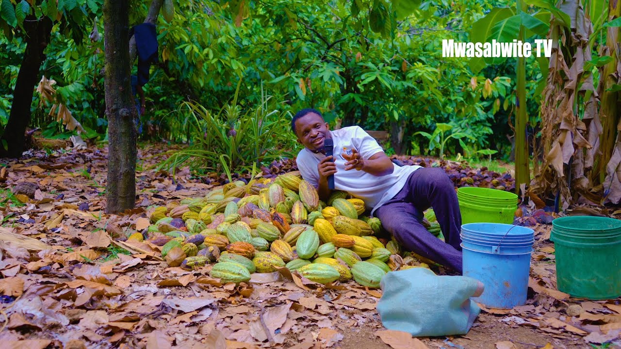 ANGALIA EDSON MWASABWITE AKIWA KWENYE SHAMBA LAKE LA KAKAO AU COCOA  MBEYA