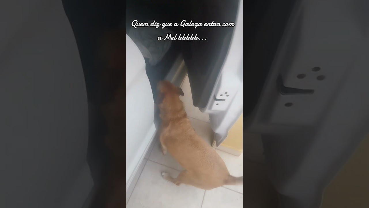 Galega quer exclusividade na frente kkkkk...   #diaadia ##fam&iacute;lia #pets #humor #shorts