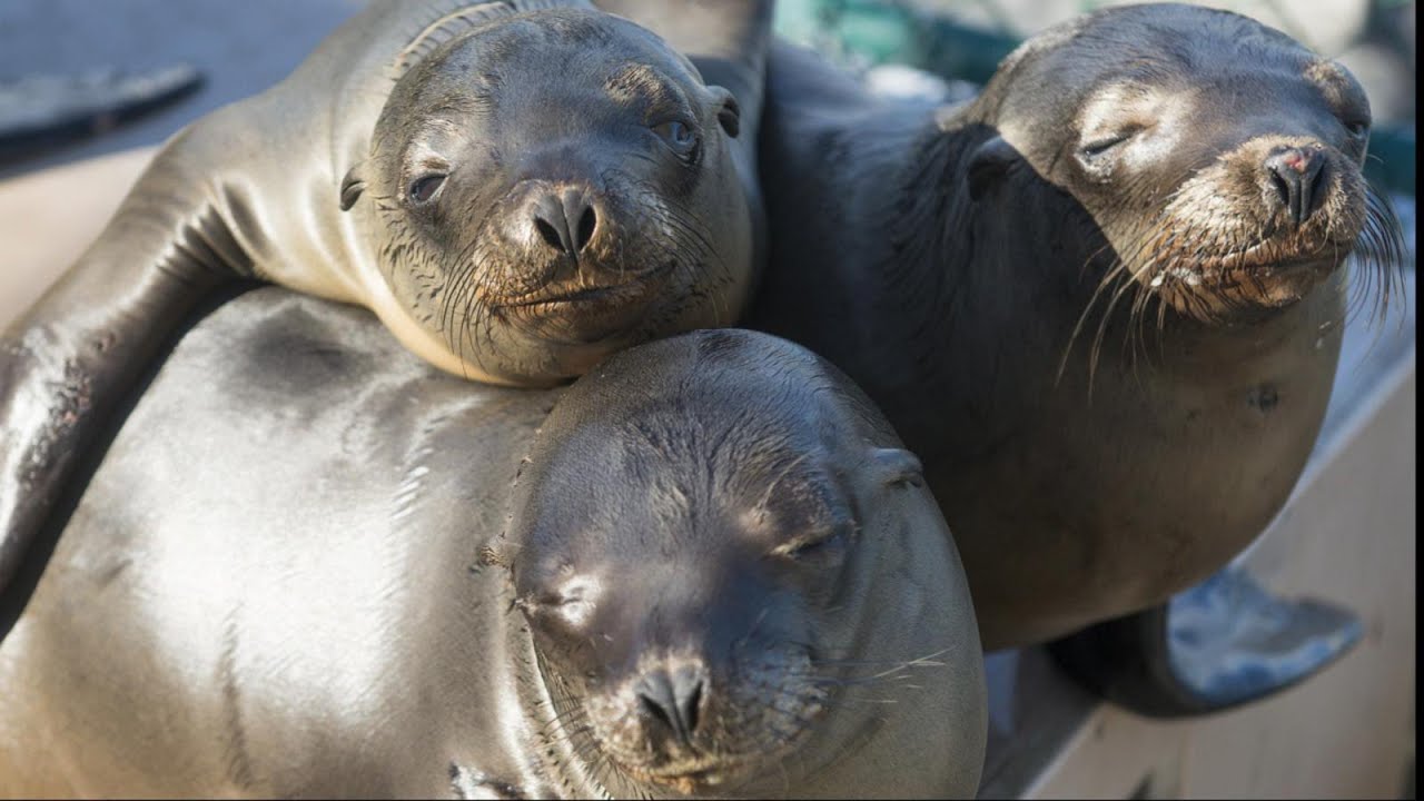 Stranded Sea Lions: Rescuers Race To Save Pups