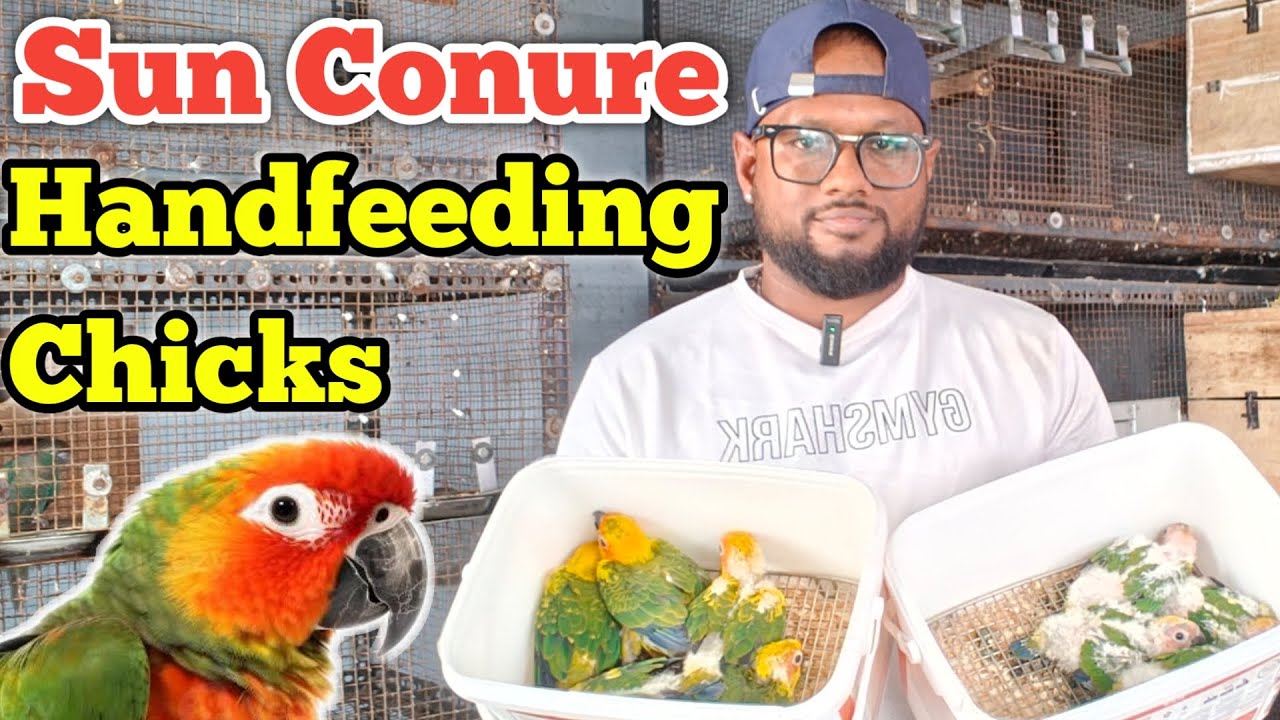 Sun Conure Chick Updates | Breeding Room Updates |  fancy birds chennai