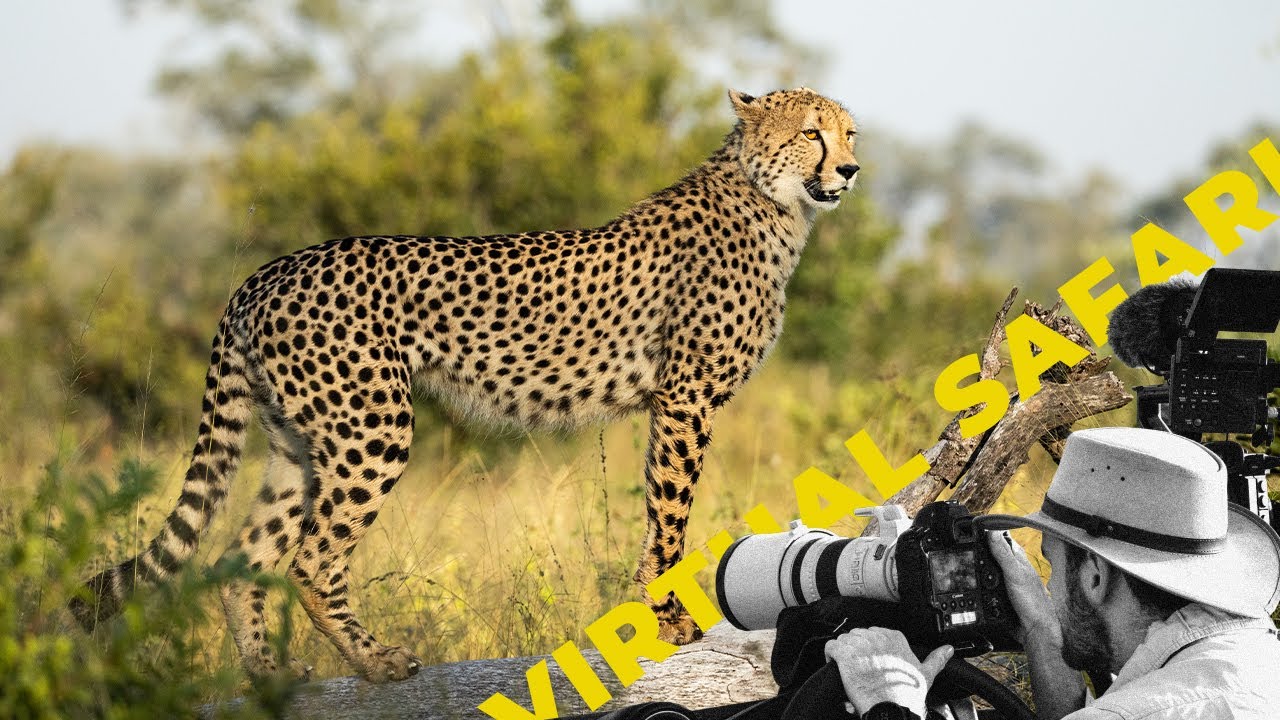 The Perfect Cheetah Sighting- Virtual Safari #267