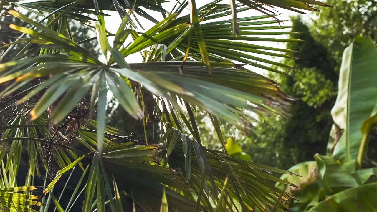 Sådan planter og passer du et palmetræ! 🌴