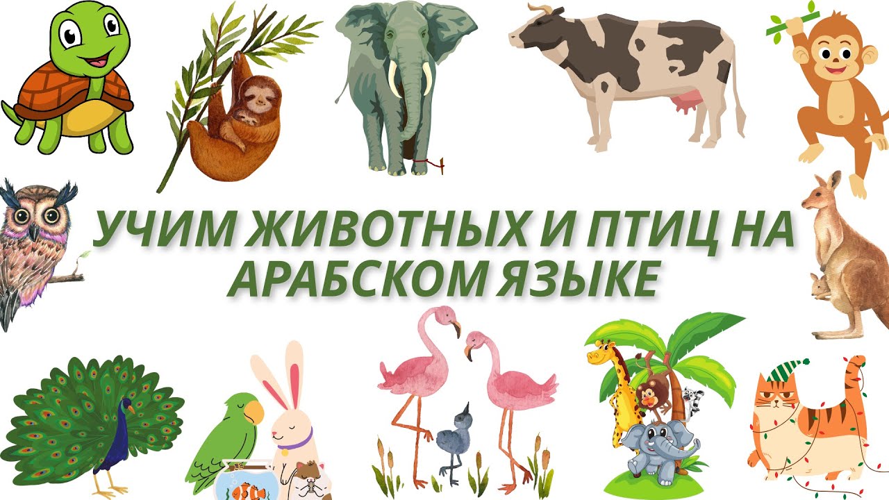 Учим арабские слова: названия животных для начинающих! Лёгкий урок для детей и взрослых