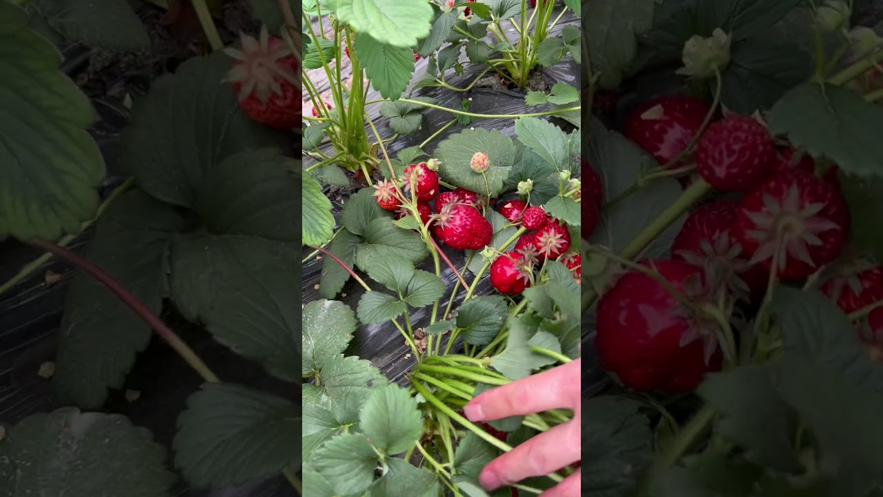 How Red Are Strawberries? My eyes have eaten it! 👀🍓#Strawberrypicking #Supersweetstrawberry