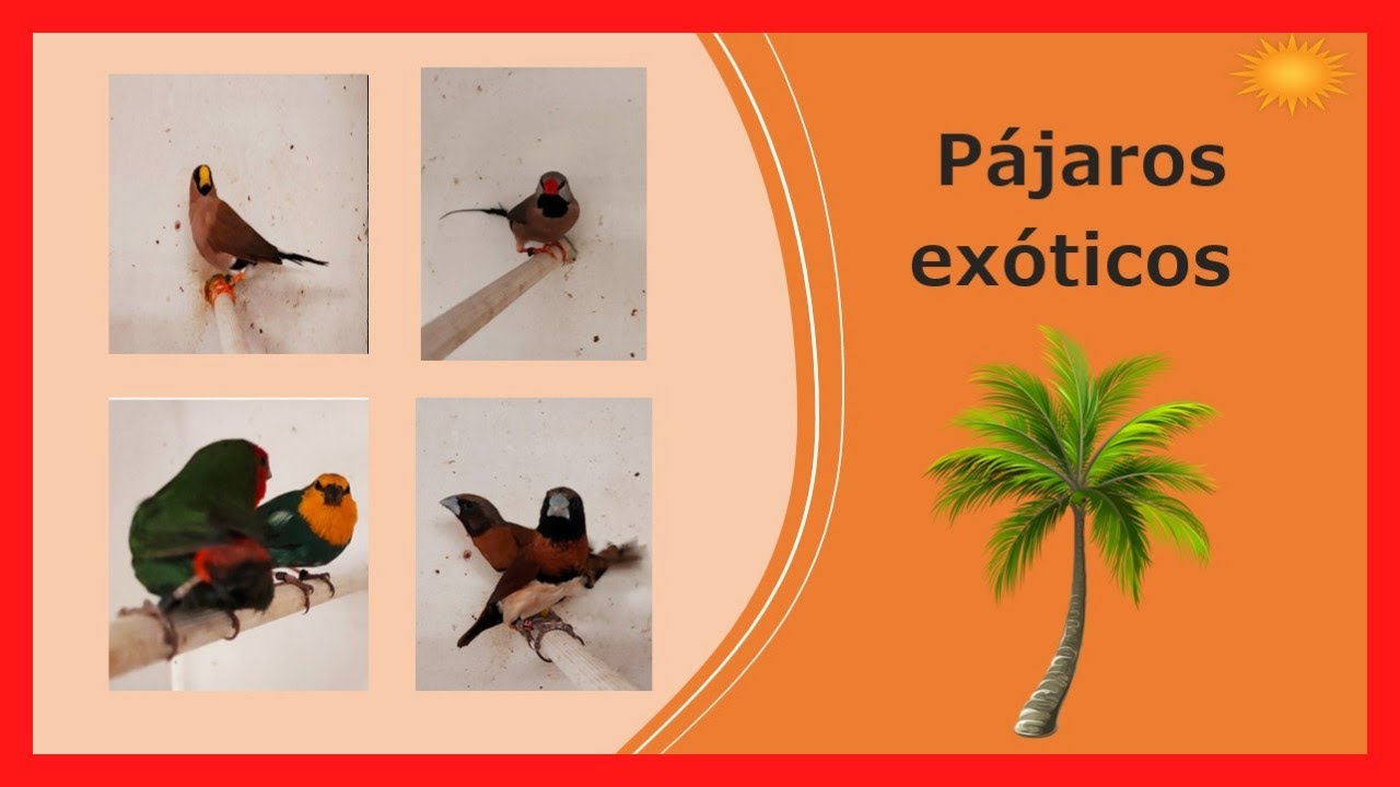⏩ 16 pájaros exóticos. AVIARIO de EXÓTICOS. ✅
