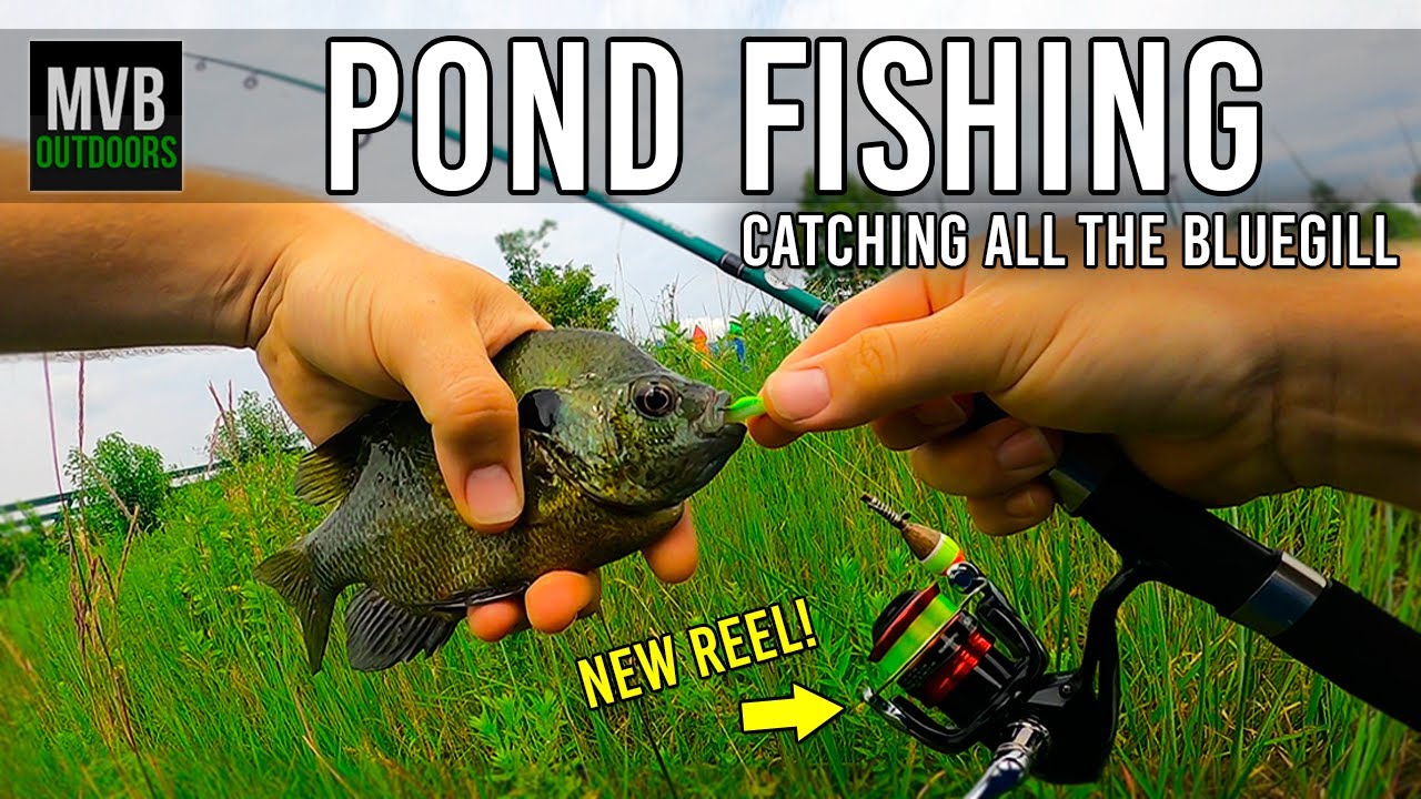 Pond Fishing for BLUEGILL | NEW REEL Shimano Sienna 500