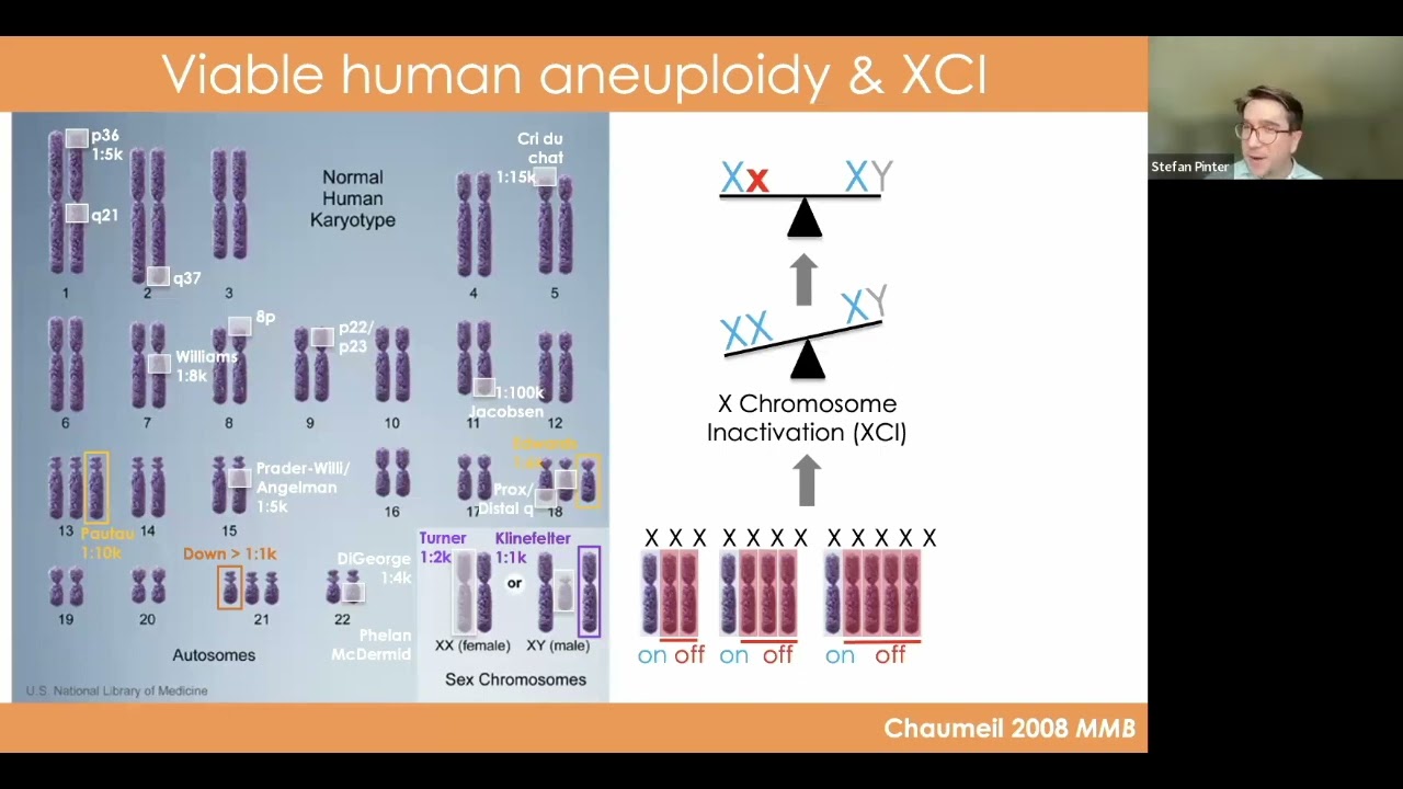 CRISPRa/i tools to probe gene function in 8p syndrome