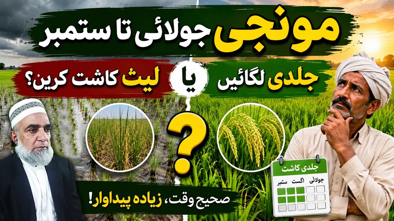Rice Cultivation July&ndash;September: Early Planting or Late Sowing || Crop Reformer
