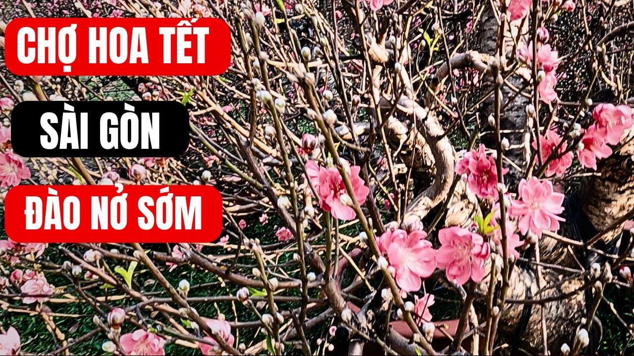CHỢ HOA TẾT .Chợ Hoa Tết Sài Gòn 2026 Hoa Đào Ùn Ùn Đổ Vào Sài Gòn | SÀI GÒN ĐÂY.