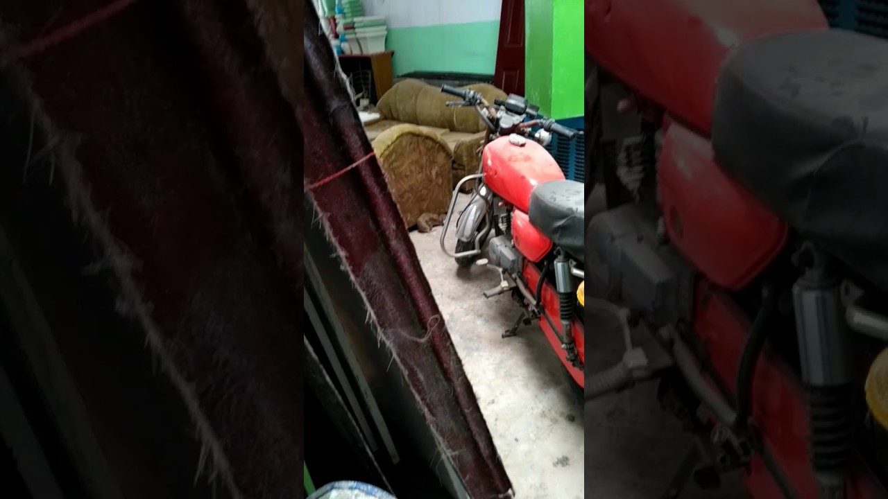 Mongoose rare mating