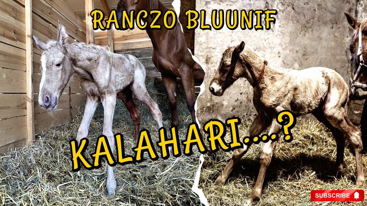 POPŁAKALAM SIĘ JAK JĄ ZOBACZYŁAM.... / WIEWIÓRA URODZIŁA / PORÓD