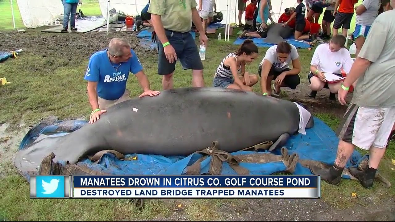 Manatees drown in Citrus Co. golf course pond