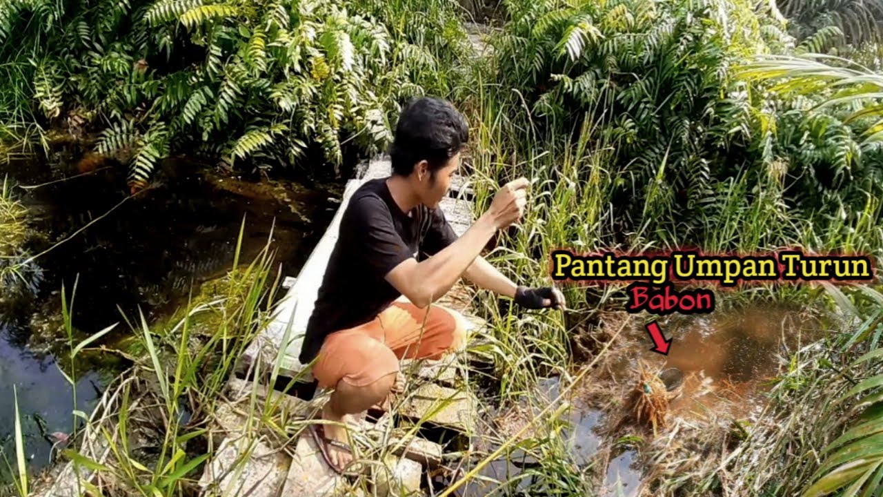SPot BAR- BAR !!! UMPAN TURUN LANGSUNG DI SAMBAR || Umpan dan Cara Mancing ikan Bujuk/Kihung #AS-151