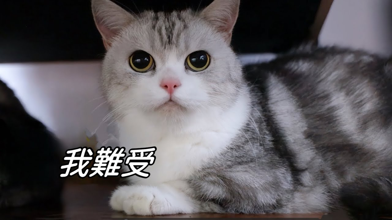 小短腿貓深夜突發氣喘，有出氣沒進氣，鏟屎官嚇哭｜李喜猫