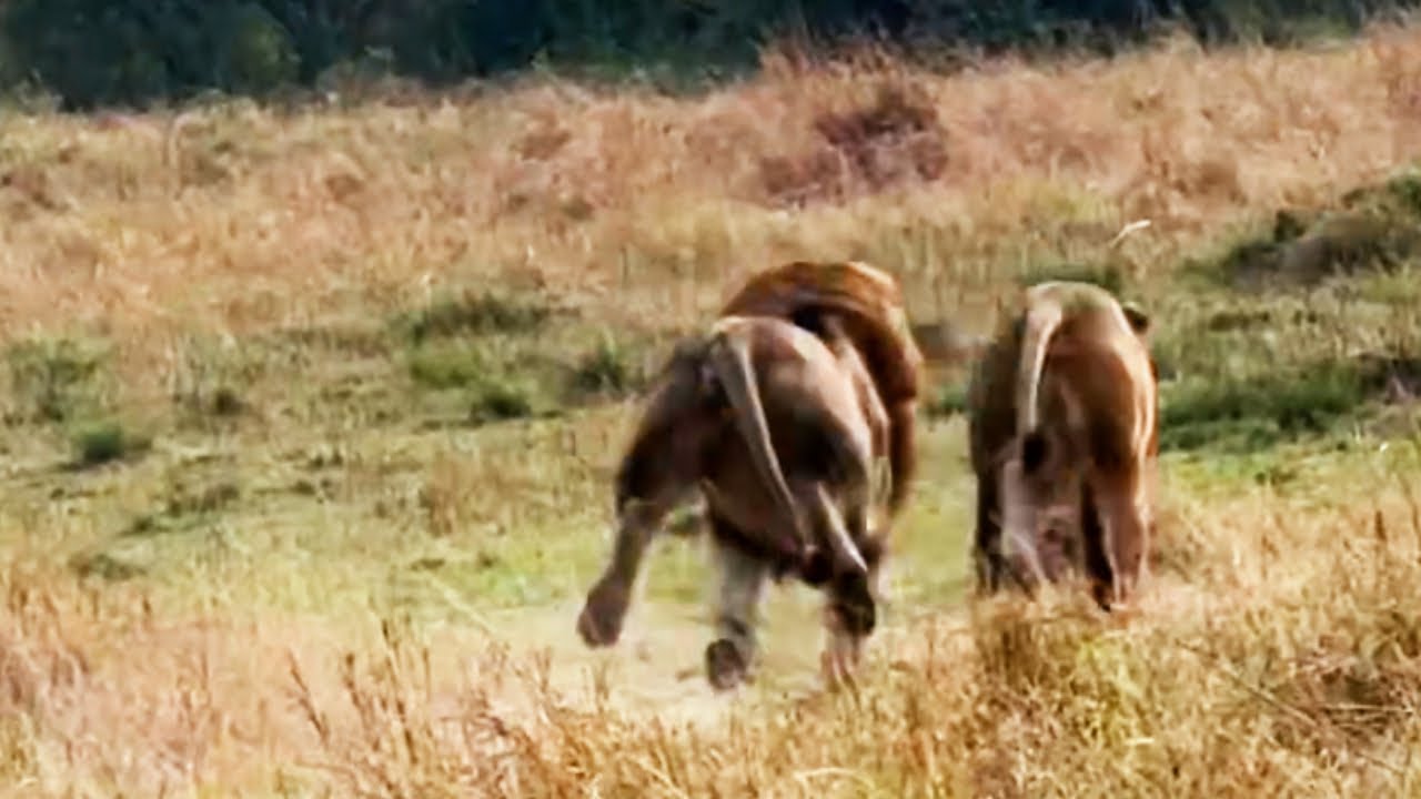 Kaskaz Male Lions Chasing Orkirikoi Male Lion & Survey Pride | Lion Warfare | 26 August 2024