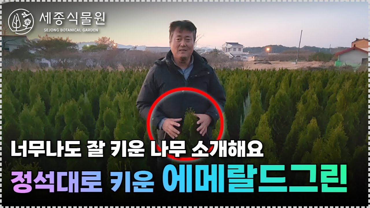 정석대로 키운 에메랄드그린! 너무나도 잘 키운 나무 소개드려요!  #에메랄드 그린 /세종식물원