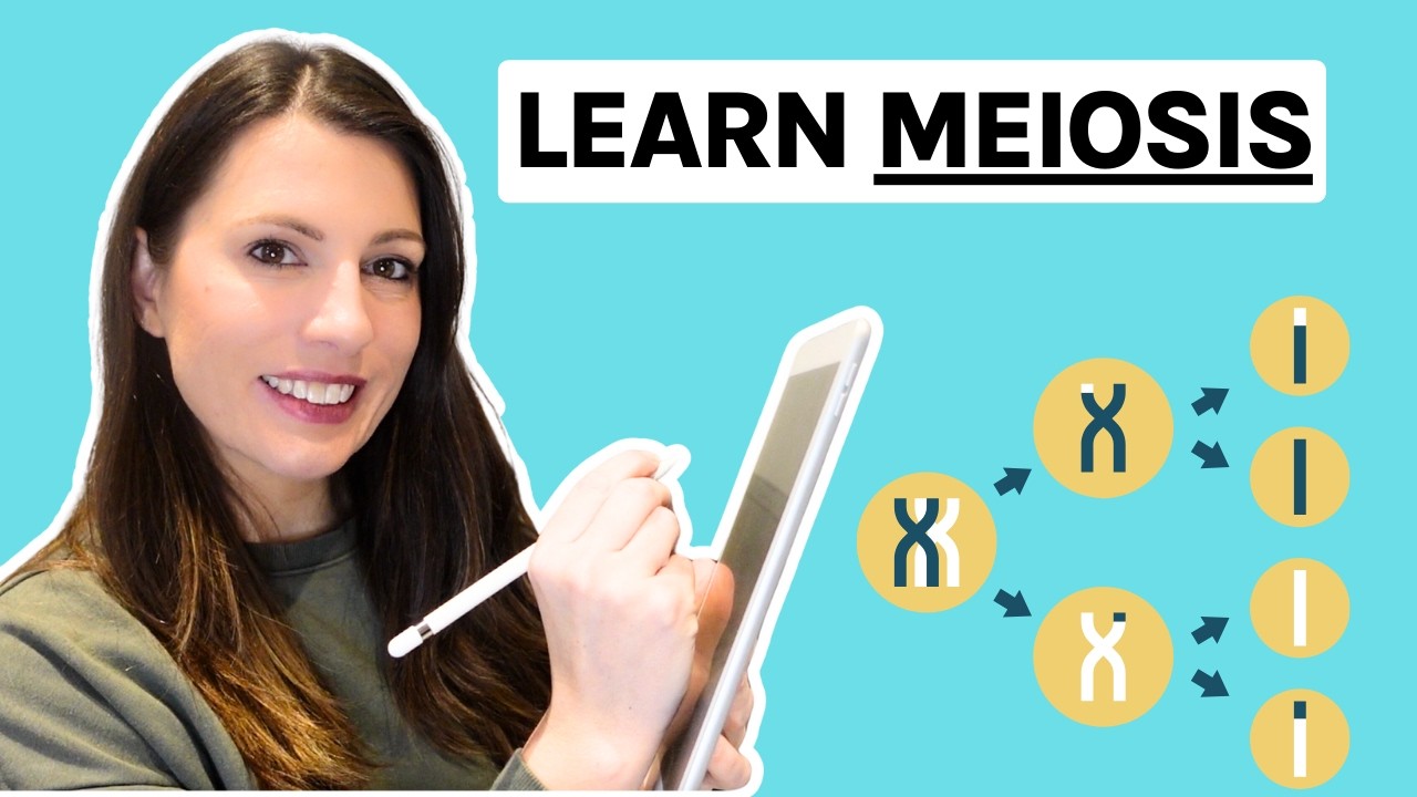 Meiosis A-level Biology - Everything you need to know | Revise Meiosis with me