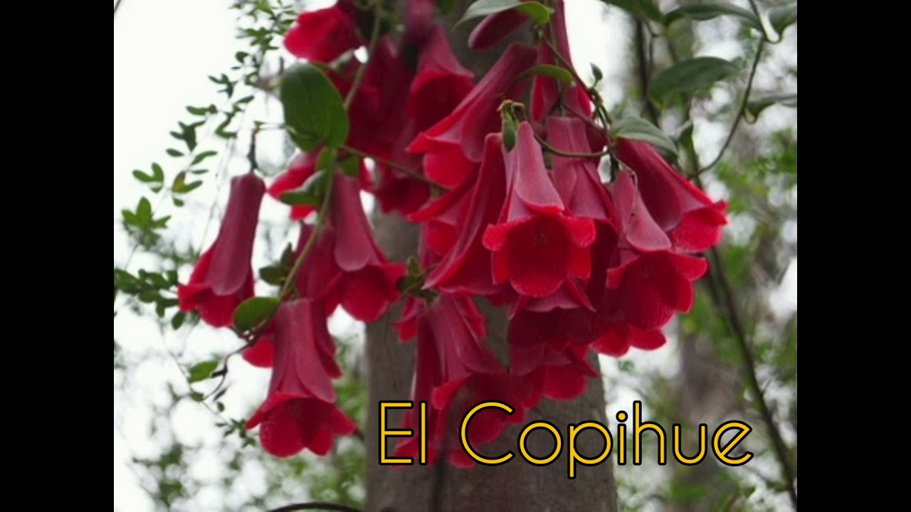 Flor Nacional: 