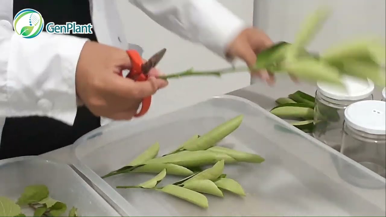 CURSO DE INTRODUCCION A LA MICROPROPAGACION DE PLANTAS