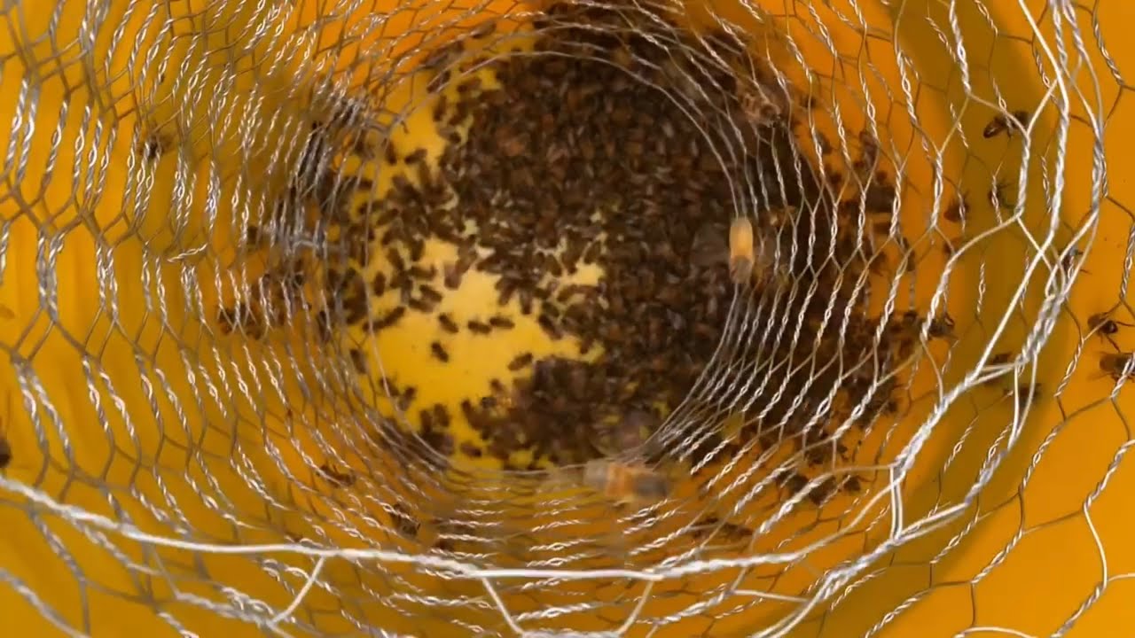 Releasing Honey Bee From Bee Vac