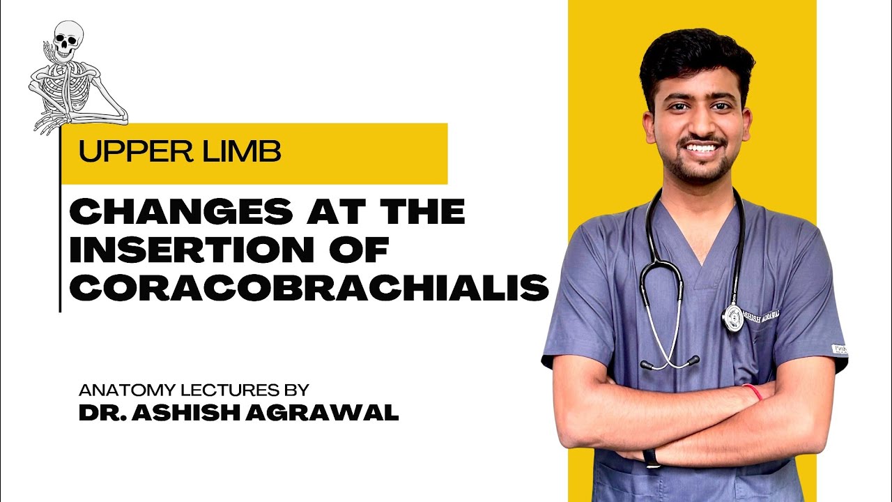Changes at the insertion of coracobrachialis|| Upper Limb Anatomy || First Year MBBS || by Ashish