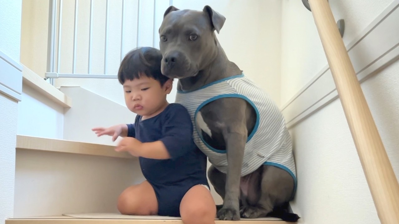 ぼくのお兄ちゃんは、世界一優しいピットブルです