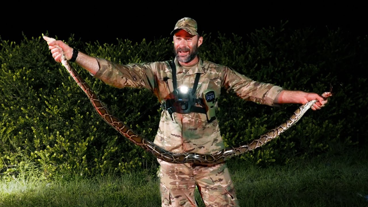 Dunkle Tigerpython: Wir jagen Amerikas gefährlichste Schlange