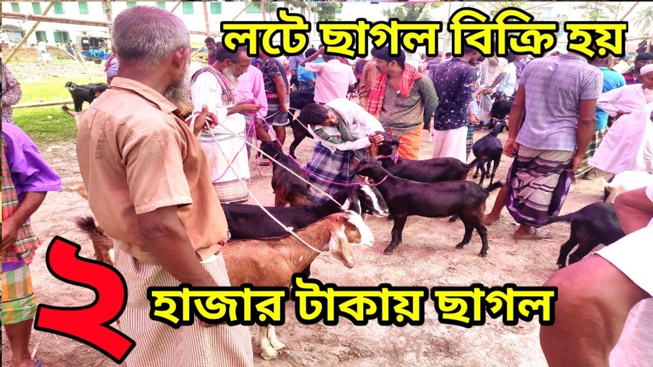 ঢাকা জেলার সবচেয়ে জনপ্রিয় ছাগলের হাট। ছাগলের দাম জানুন সরাসরি ক্রেতা বিক্রেতার কাছ থেকে।।
