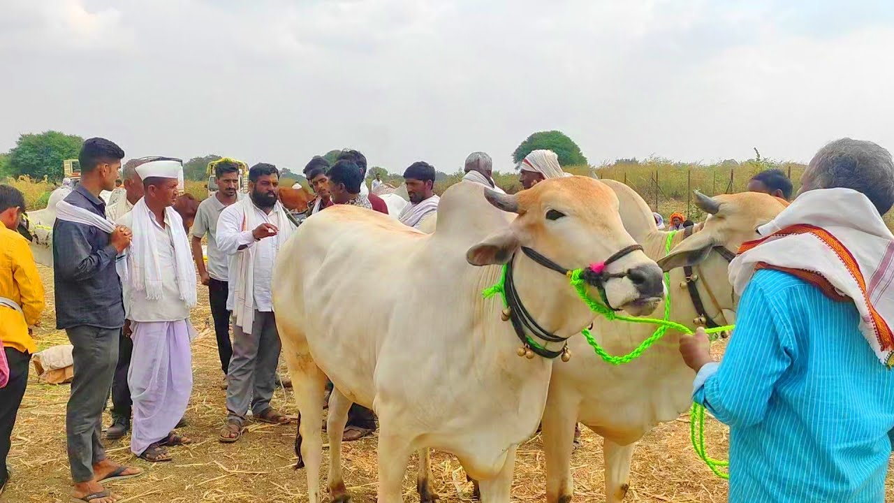 Hali bail bazar | महाराष्ट्रातील सर्वात मोठा देवनी बैलांसाठी सुप्रसिद्ध असलेला हाळी बैल बाजार