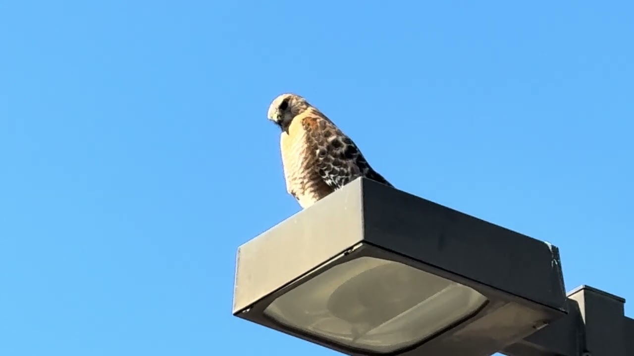 RED SHOULDERED HAWK looks like a male Texanus sub species especially with that very light head  2/26
