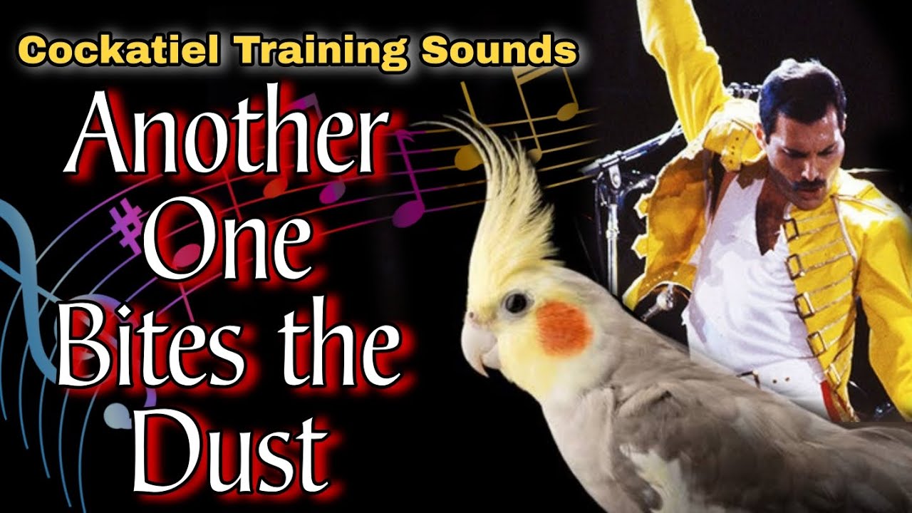Another One Bites the Dust | Bird Training Sounds | Singing Cockatiel