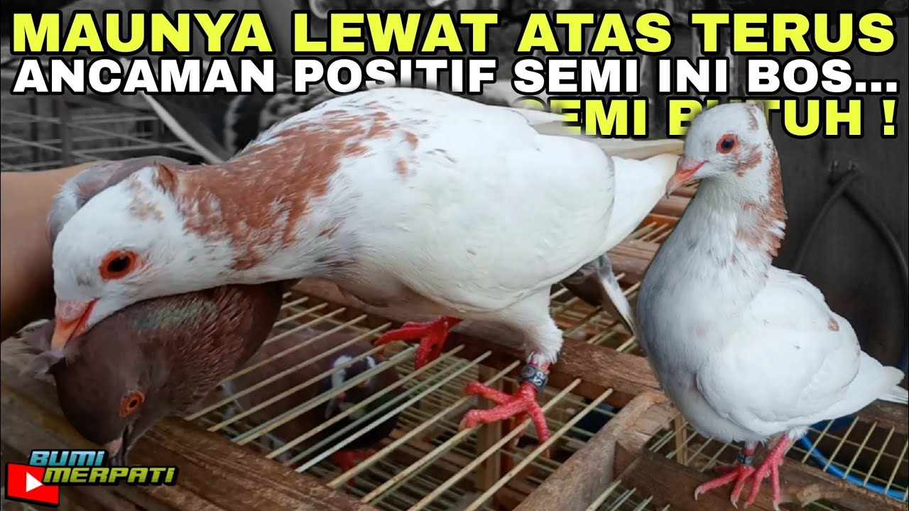 TAMBAH JARAK TERBANG MERPATI PUTIH JAMBUL CACA JR GIRINGNYA MAKIN KEKET !!!