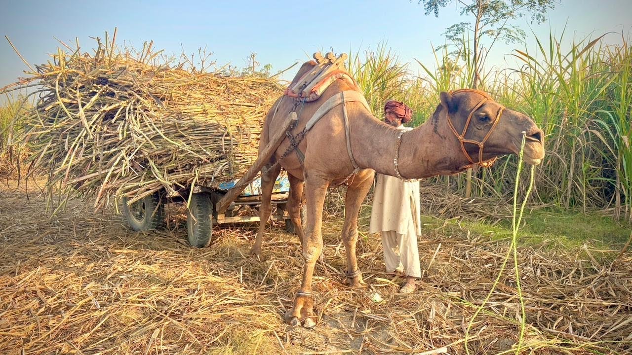 Camel with loaded cart pulling vlog in village
