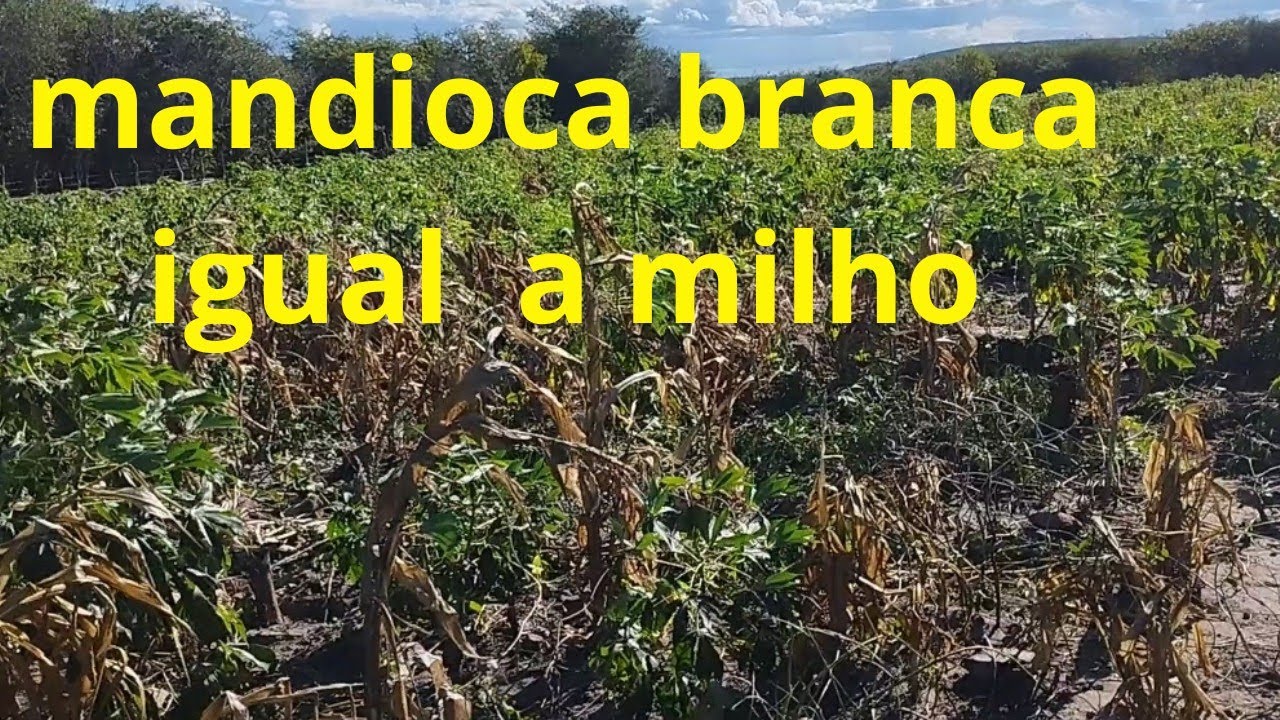 MANDIOCA BRANCA PRA DAR O GADO , NÃO PERDE PRO MILHO