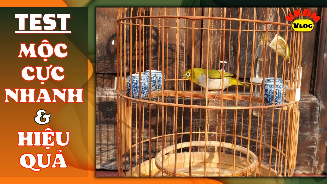 Test mộc cực nhanh và hiệu quả | VKĐM