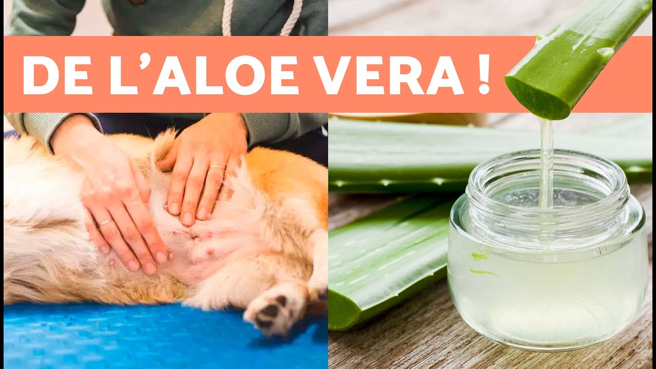 7 REM&Egrave;DES MAISON contre les DOULEURS au VENTRE chez les CHIENS 🐶✅