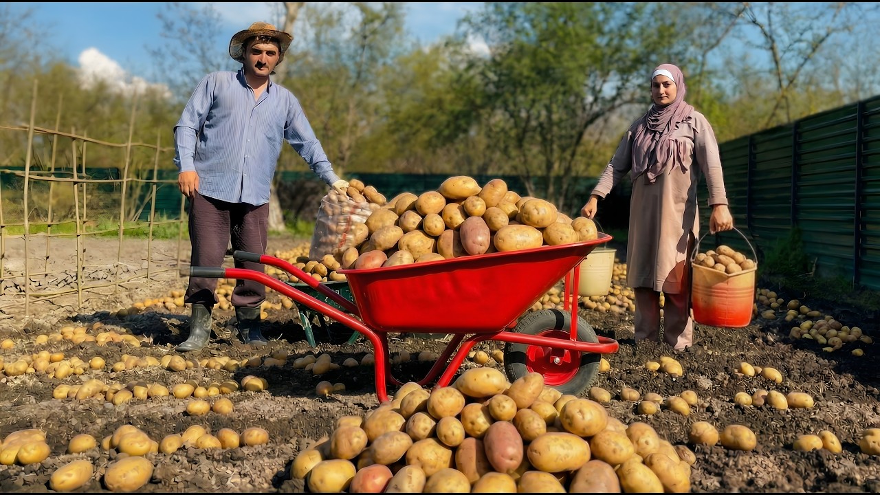 Growing Potatoes from Scratch  Harvest to Homemade Meal