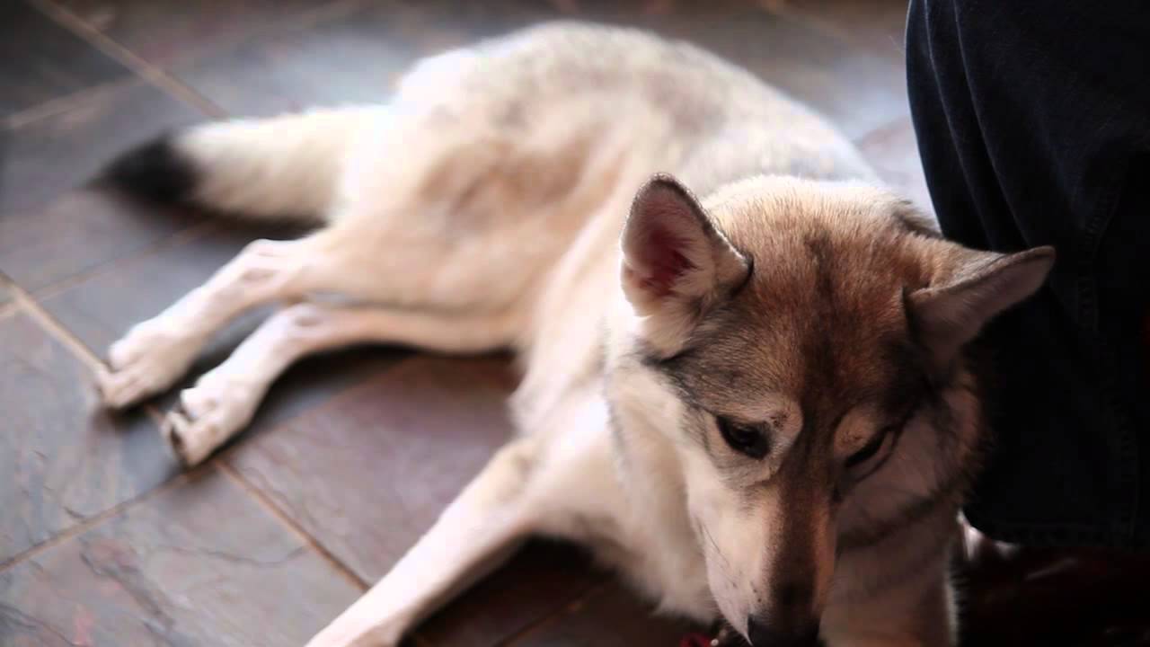 Do Dogs Have Two Coats of Fur? : Dog Care 101