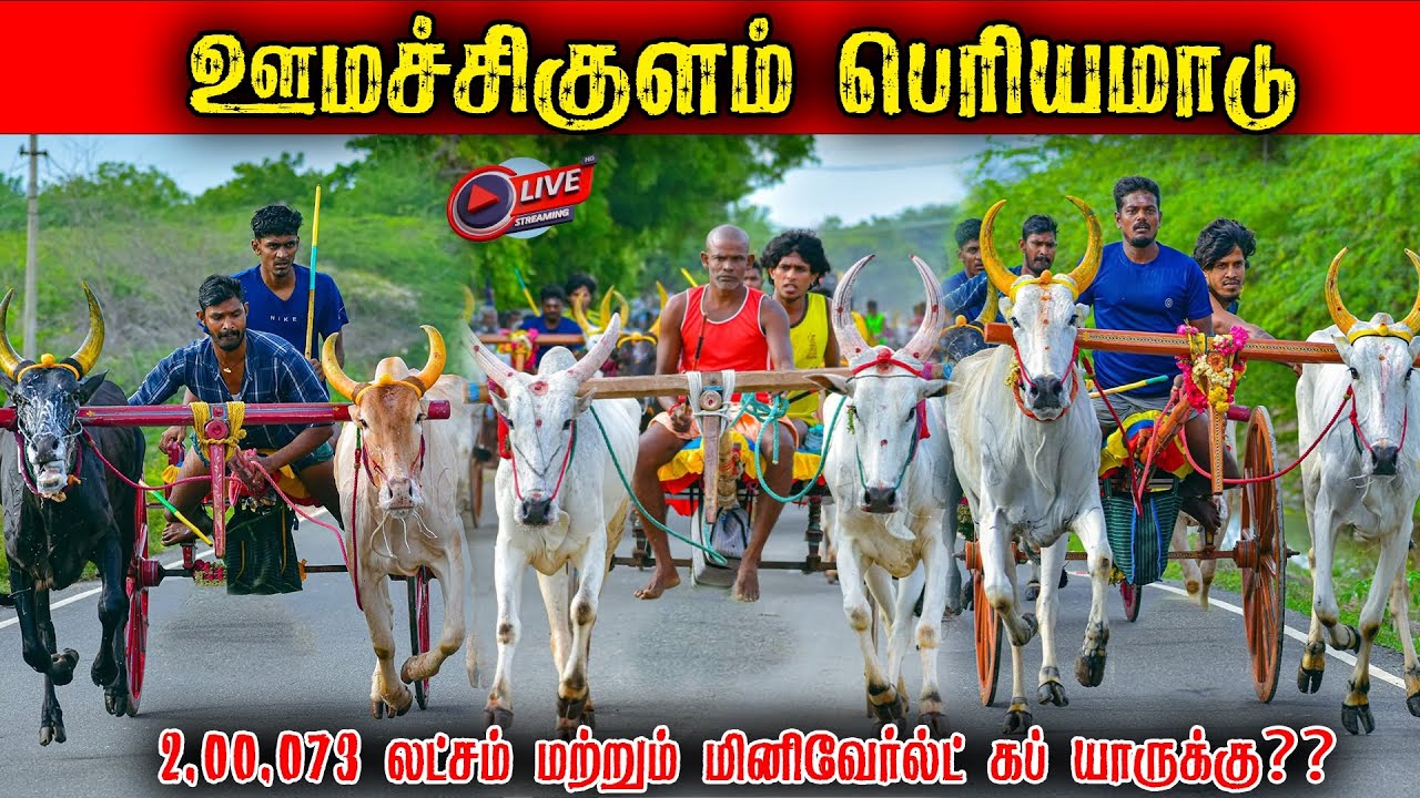⭕LIVE|2,00,073 லட்ச ரூபாய் பெரியமாடு ஊமச்சிகுளம் மினி வேல்ட்கப் யாருக்கு?|Madurai periyamadu  2026