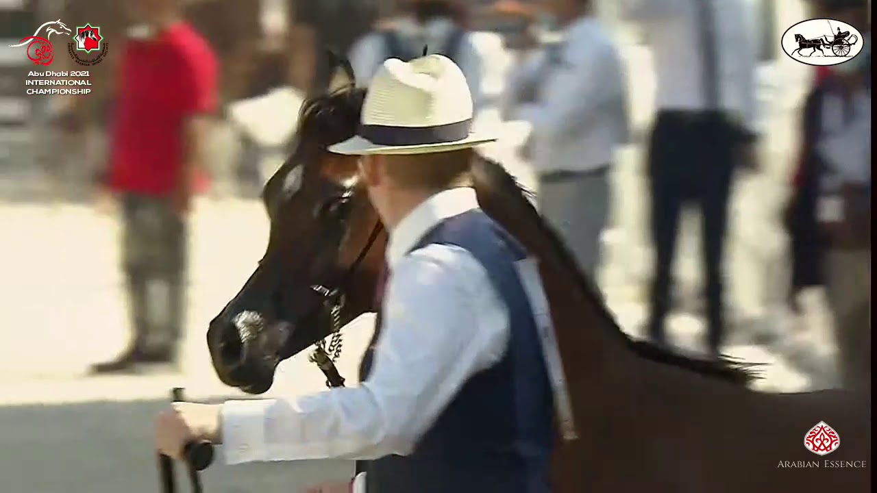 N 171 AL ARYAM HASHEEM   Abu Dhabi International Arabian Horse Championship 2021   Yearling Colts Cl