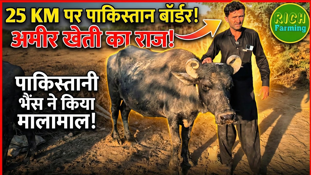 "15 घर और 400 भैंसें, लेकिन कोई ताला नहीं लगता! 😱 "Banni buffalo Arif Bhai Sargu
