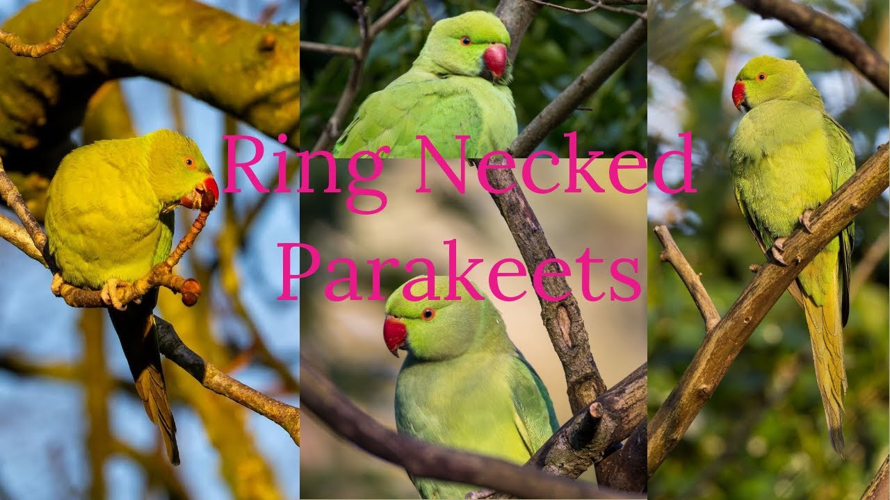 Ring Necked Parakeets 4K Canon R7 & Canon 200 800 2025