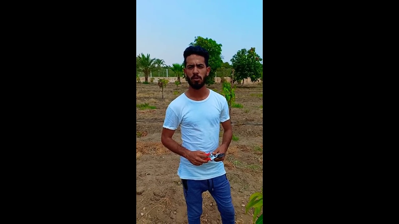 دورة تقليم و تقزيم الأصناف المحلية بعد الزراعة ف ٱصناف ( عويس - تيمور - هندي - زبدة - فجركلان - فونس