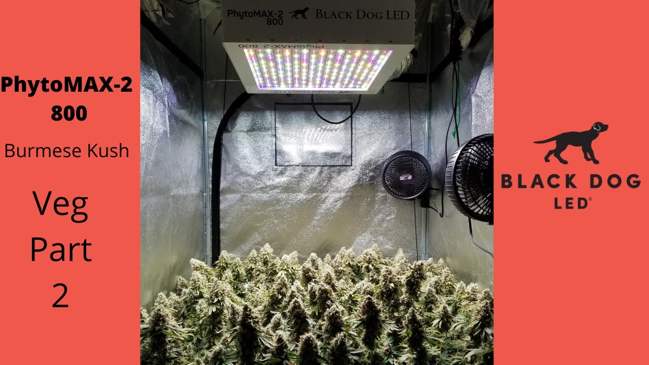 3x3 | Burmese Kush | PhytoMAX-2 800 Week 2